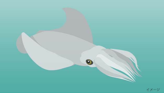 ダイオウイカのイメージイラスト