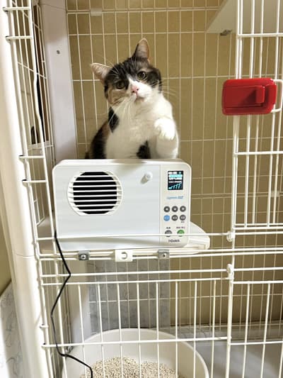 オゾネックスと一緒に写る猫の写真