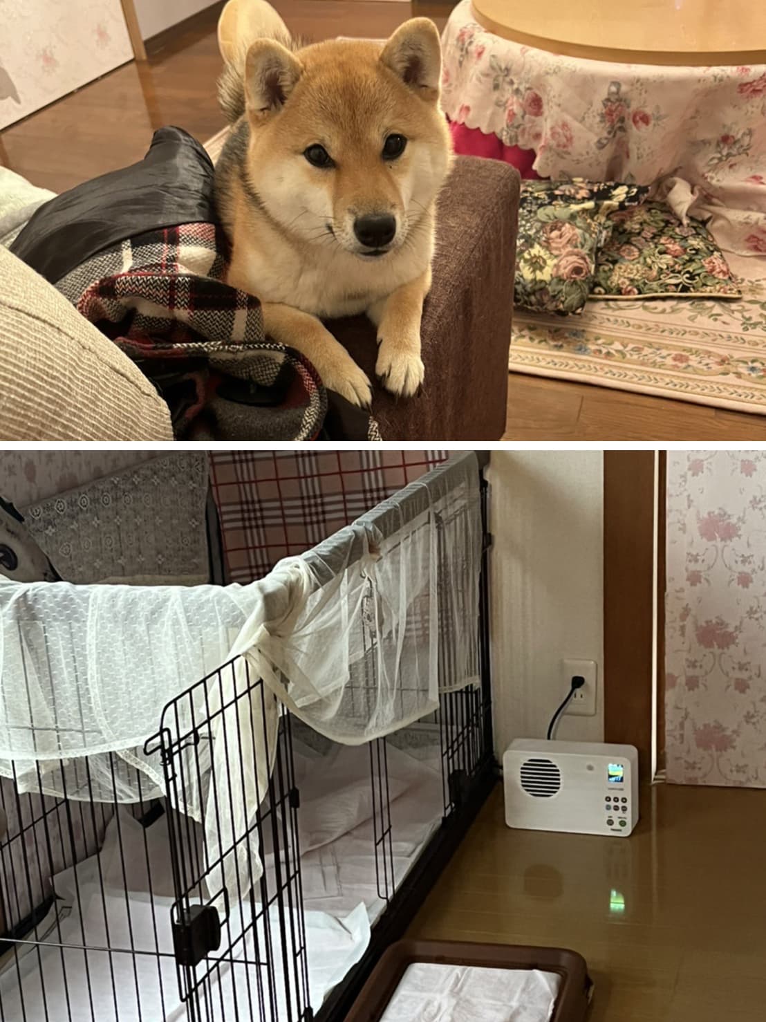 オゾネックスと一緒に写るの写真